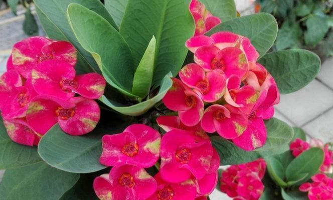 虎刺梅养护全攻略：15个细节助你养出美丽花朵