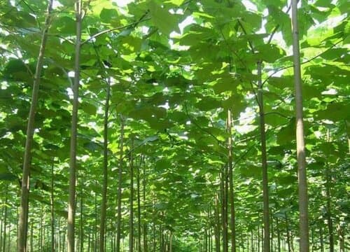 泡桐是什么植物