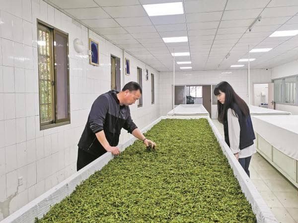 从绿茶到红茶：宁波茶产业的转型升级之路