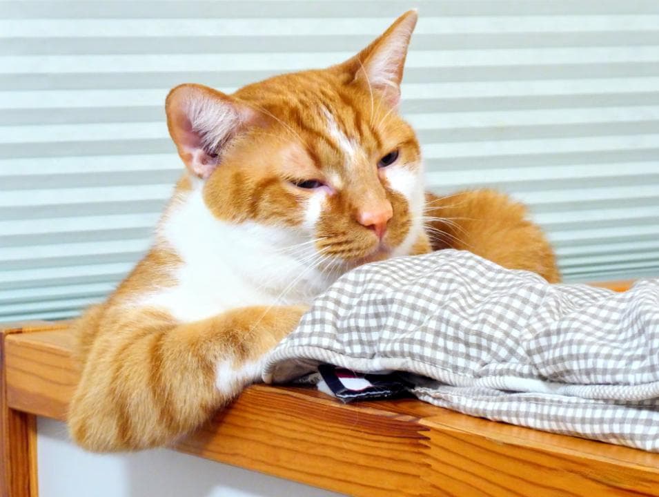 对猫过敏是终身的吗？过敏体质还能和猫咪和谐相处吗？