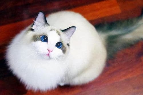 25斤大布偶猫体重偏高，标准体重需咨询兽医。