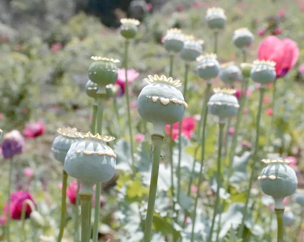 罂粟壳：中药中的多面手，全面解析其药用价值与注意事项