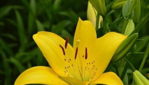 从康乃馨到绣球：12种祝贺之花的花语与搭配指南