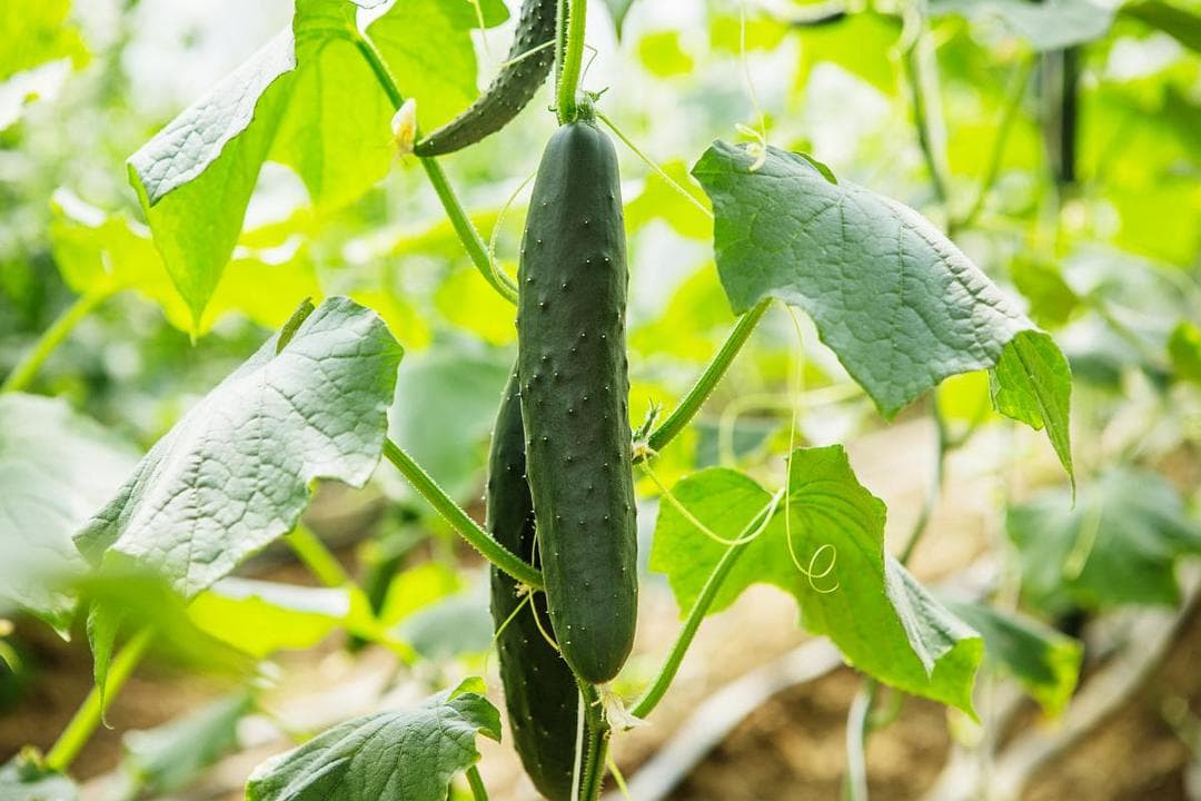 五月种植指南：这些蔬菜瓜果最适合现在种