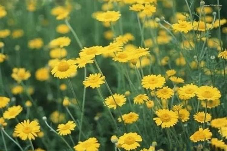 野菊花种植技术与亩产量