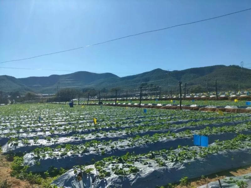 宜就镇推进草莓产业绿色发展，构建农业面源污染防治体系
