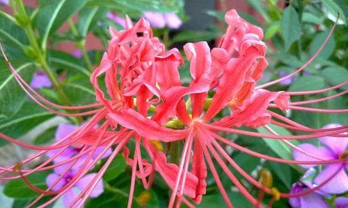 花的美丽与名称的意义（探寻花的名字背后的故事）