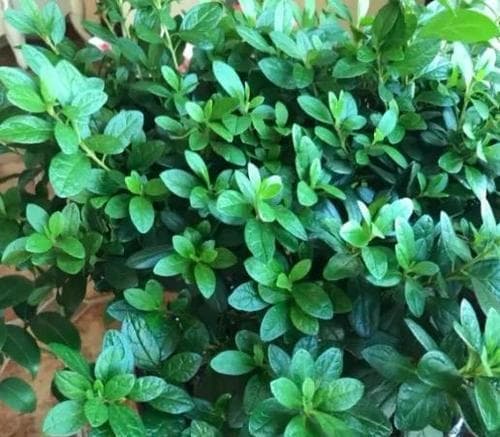 杜鹃花施肥指南：什么肥料最适合？如何正确施肥？