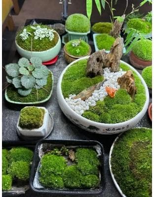 苔藓的养殖方法和注意事项是什么？