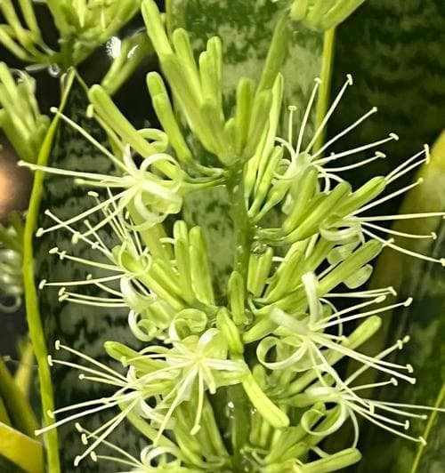 虎皮兰开花的寓意是什么？虎皮兰开花的寓意是什么？
