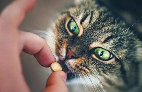 猫咪喂药水技巧分享