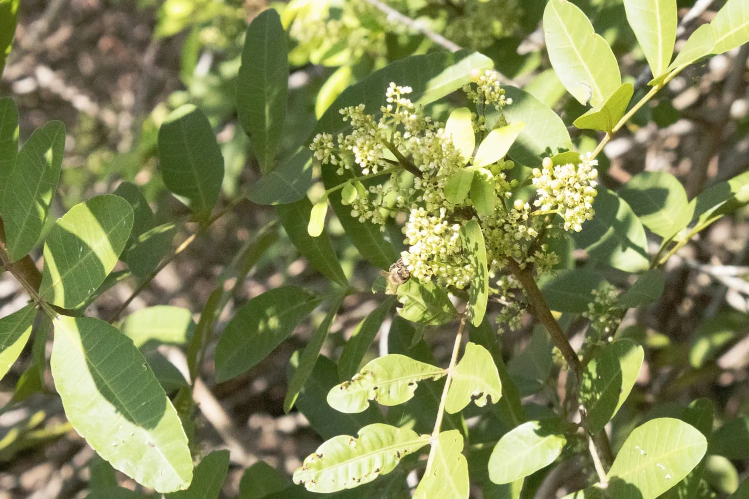 花椒施肥新姿势，你get了吗？