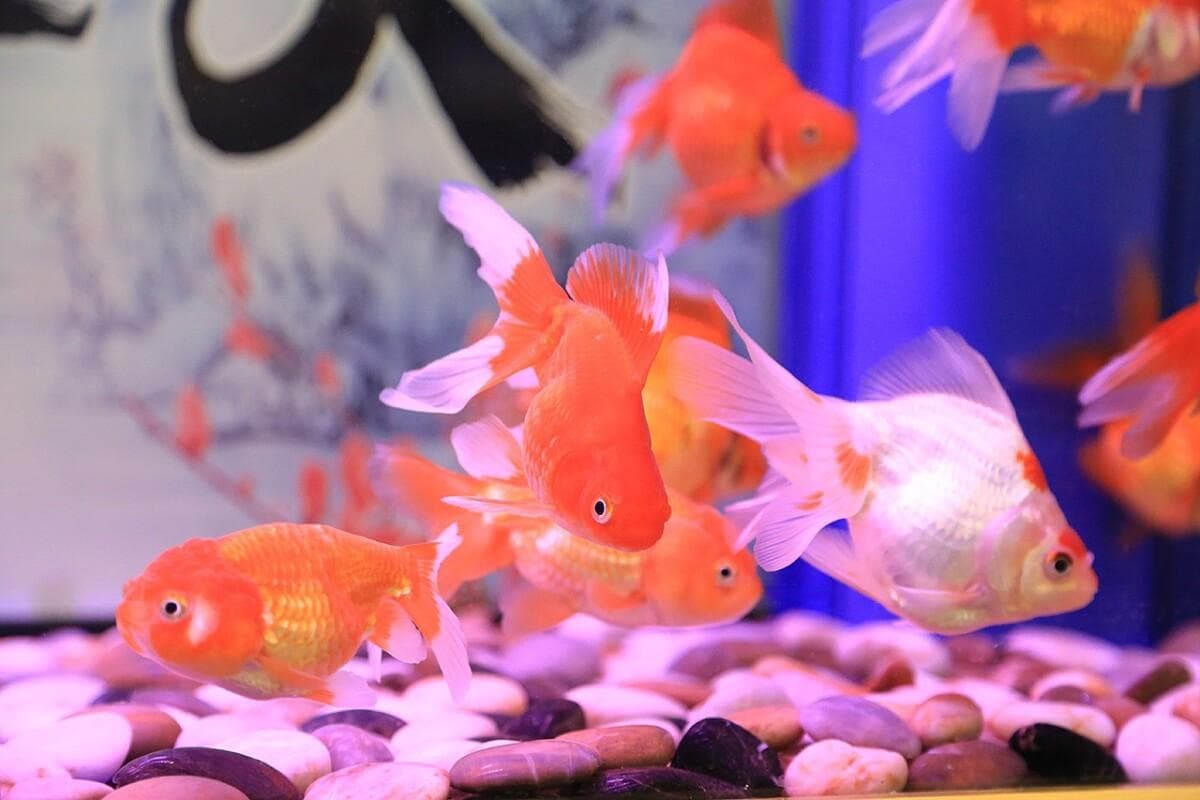 鱼缸加热棒功率一般选多大的？分享 2 种方法