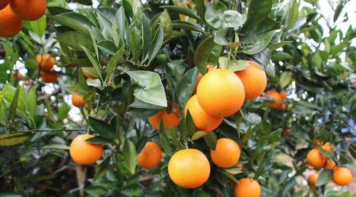 橙子成熟季节剖析：探寻橙子成熟的时令和特征
