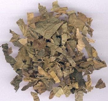 桑叶的功效与应用