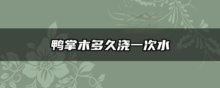 鸭掌木浇水全攻略：从频率到注意事项，一文详解