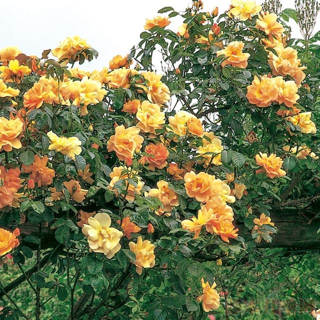 月季专用肥：让月季花开得更艳的秘密武器