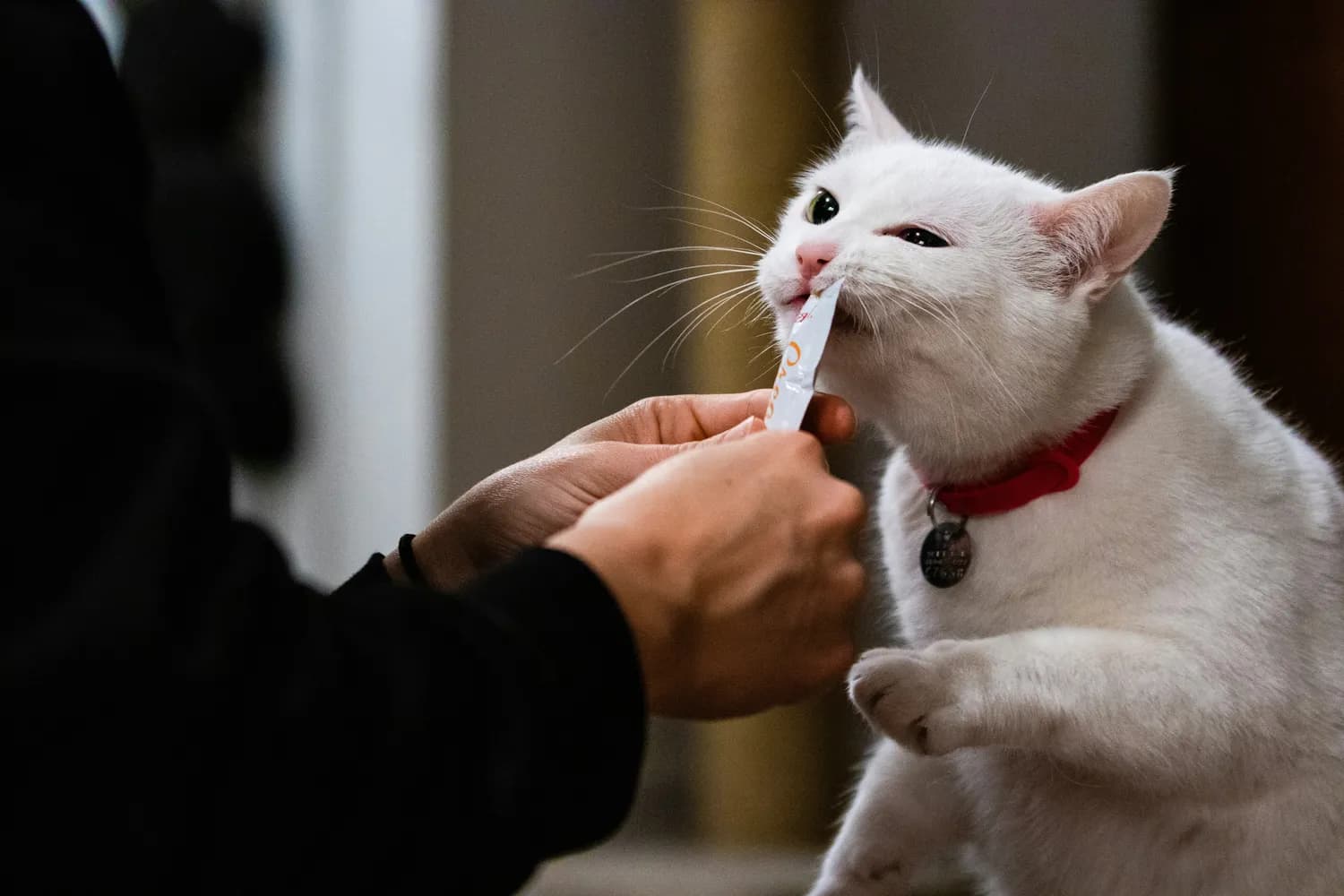 猫咪狂犬疫苗需要打几次？当心过度接种反而伤身