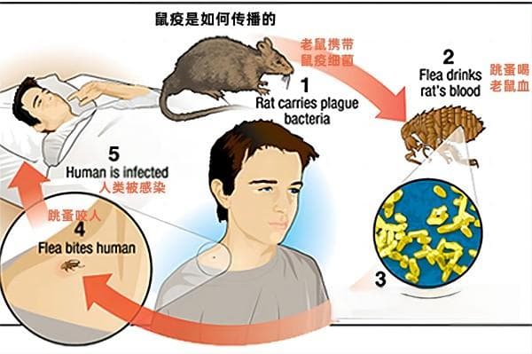 老鼠危害与防治：了解历史上的鼠疫传播