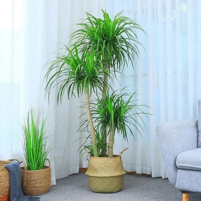龙须树怎么养（把龙须树植株培育成多头且长势旺盛，绿色浓郁的养护技巧）