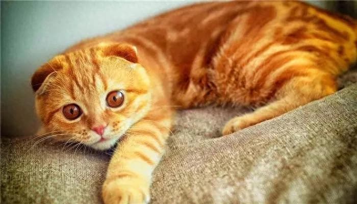 猫咪的五感：揭秘猫咪独特的感官世界