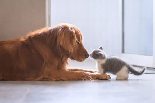换猫粮需渐进，观察适应情况。