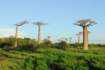 中外科学家携手研究，猴面包树"祖籍"终于查明了