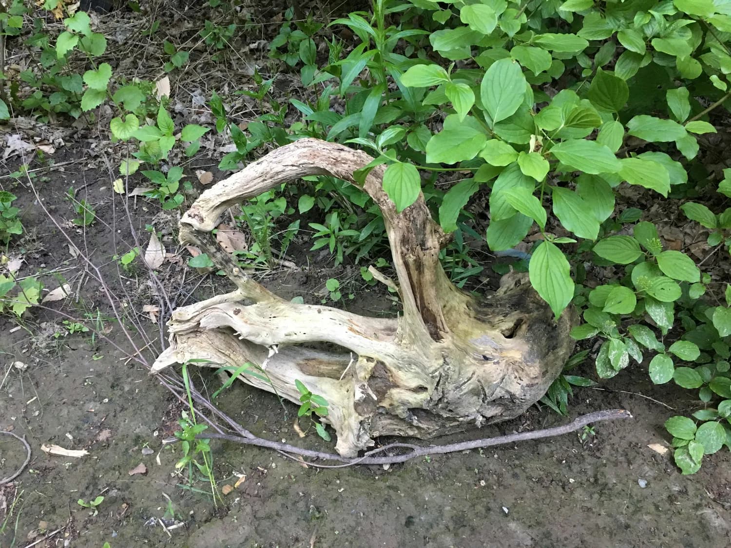 独活煮蛋治头晕？传统偏方的科学解读