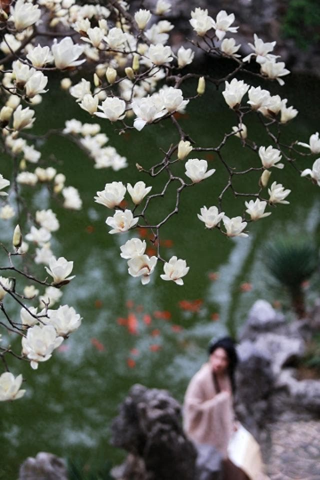 扬州何园变身仙境，这花一开美炸了！