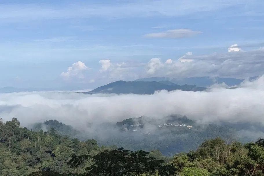 南糯山，来自高山云雾驯化的沙归拔玛