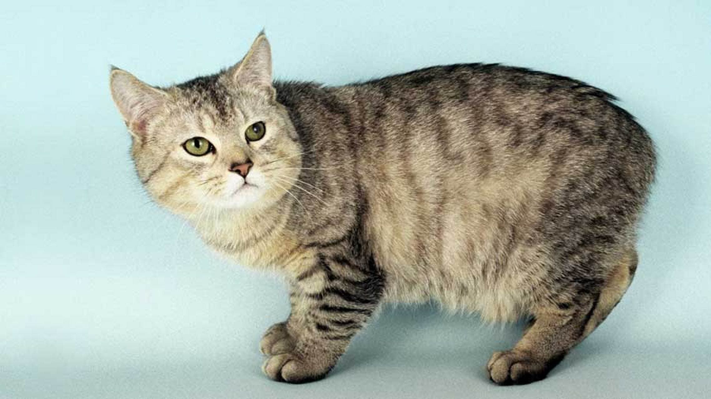 怎么教小猫用猫砂盆上厕所？新手铲屎官必看的训练技巧