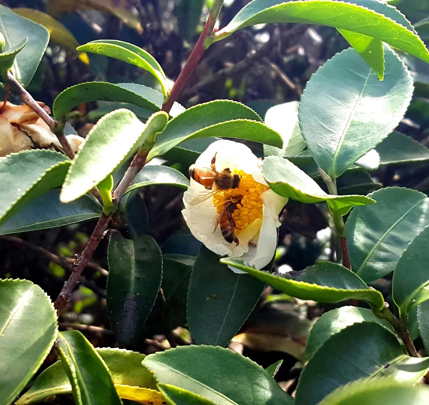 茶花粉：天然营养库的秘密武器