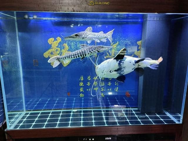 观赏鱼弯体病：从症状识别到预防指南