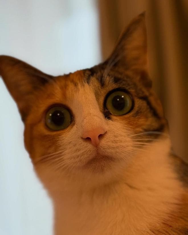 为什么猫咪总是在晚上不睡觉呢？如何让它们告别猫夜游！