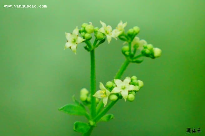 茜草：一种常见的中药材和植物染料
