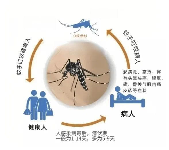 蚊子藏在哪？如何有效防蚊灭蚊