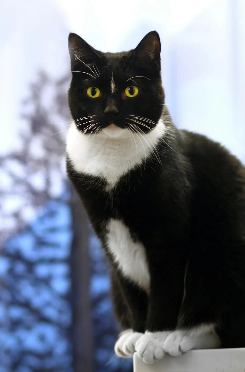 为什么你的猫叫“奥利奥”？