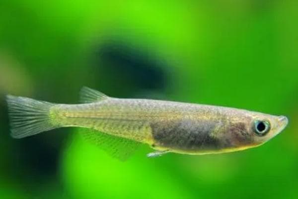 青鳉鱼养殖全攻略：饲料、水温和繁殖要点详解