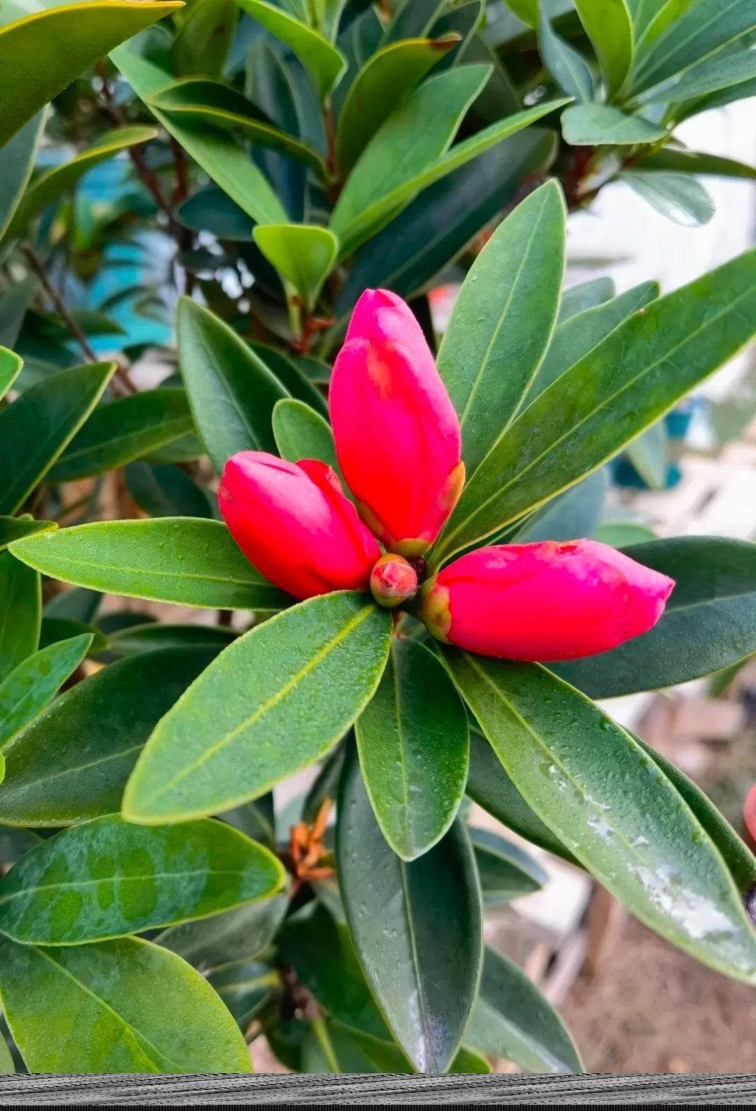 “植物界大熊猫”杜鹃红山茶：从极危到人工栽培