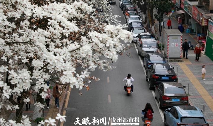 贵阳市白云区：做足“花”文章，激发文旅产业新活力