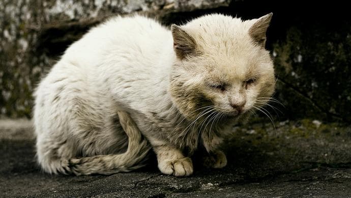 “这个礼拜弄死两只猫了……” 虐杀动物卖视频形成地下产业链