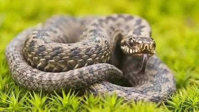 揭秘蛇类"大胃王"：如何吞下比头部大数倍的猎物？