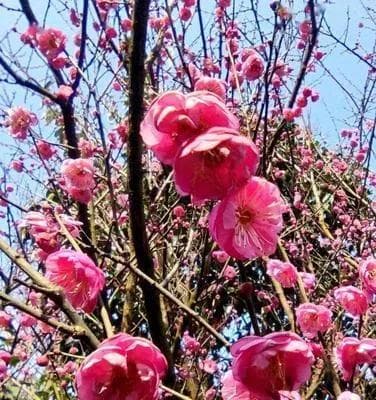 冬天梅花的特点及魅力（探寻冬日梅花的独特之美）