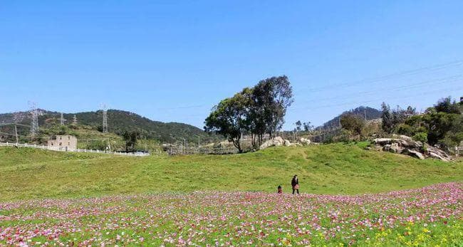 大波斯菊代表什么？花语和寓意有哪些常见问题解答？