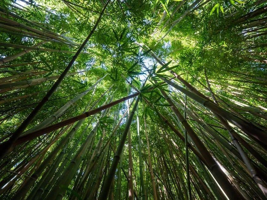 吴承学｜树上的悲欢与离合：文体与自然