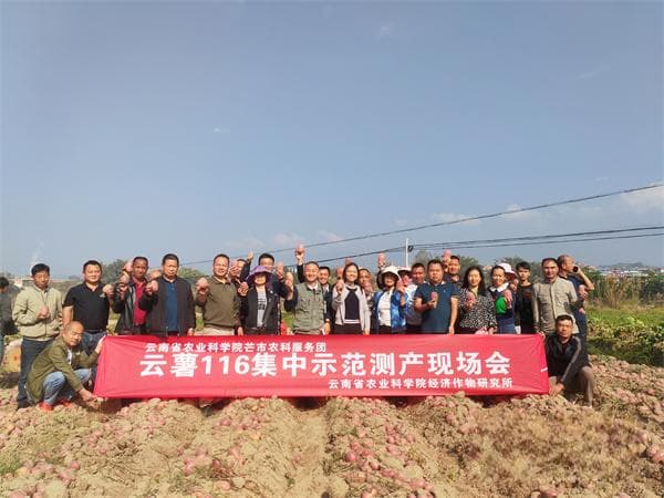 “云薯”新品进傣家—芒市农科服务团科技助力冬马铃薯产业持续发展