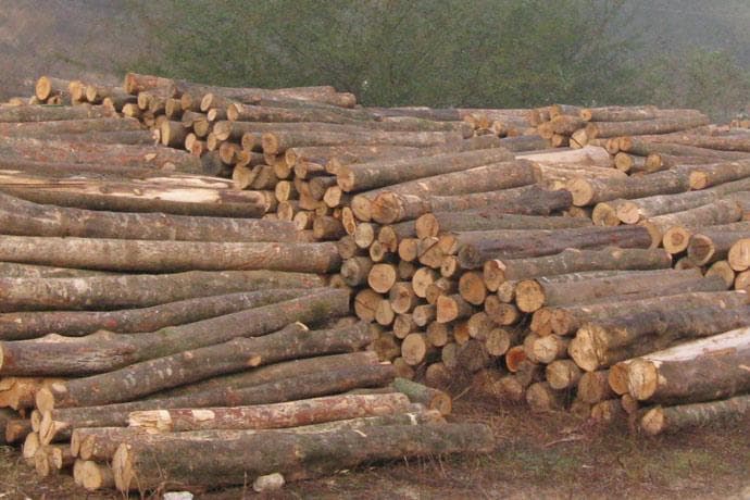 木材百科：枫木的分类、特征与应用价值