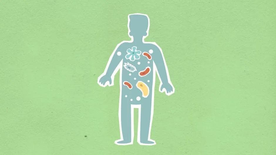 【科普营养】吃出健康肠道！——健康膳食的五大要点