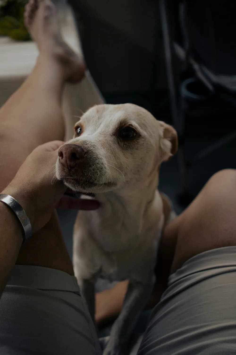 如何选择和管理你的宠物犬：从品种特点到行为训练
