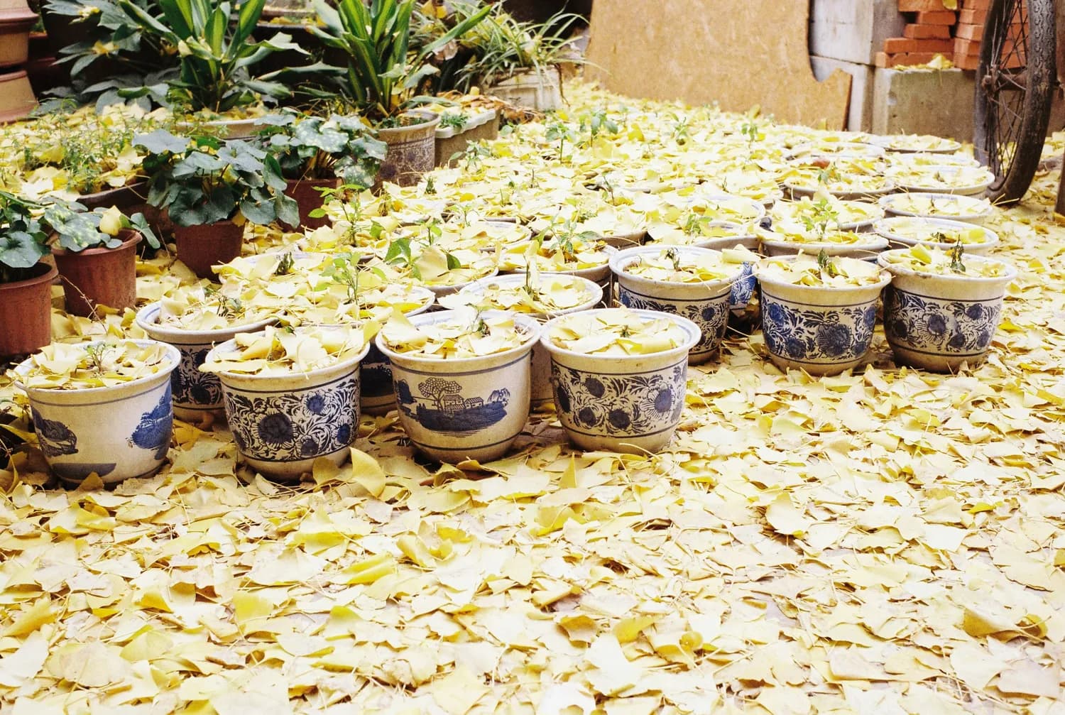 洛阳水席：千年名宴如何带动地方经济？